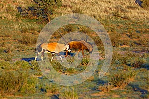 The blue wildebeest Connochaetes taurinus and gemsbok or gemsbuck Oryx gazella are walking in the dried riverbed in the desert