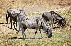 Blue wildebeest (Connochaetes taurinus) graze, animal scene