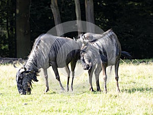 Blue Wildebeest, Connochaetes taurinus, graze on grass