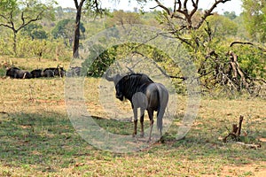 Blue Wildebeest Connochaetes taurinus grazing in Kruger national park, South Africa