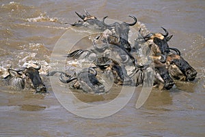 BLUE WILDEBEEST connochaetes taurinus, GROUP CROSSING MARA RIVER, MASAI MARA PARK IN KENYA