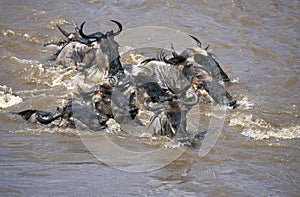 Blue Wildebeest, connochaetes taurinus, Group crossing Mara River during Migration, Masai Mara Park in Kenya