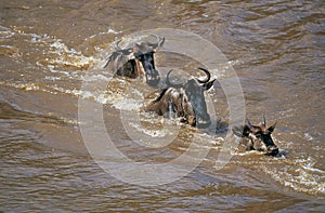 Blue Wildebeest, connochaetes taurinus, Group crossing Mara River during Migration, Masai Mara park in Kenya