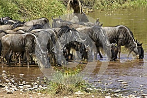 Blue Wildebeest, connochaetes taurinus, Group drinking at Mara River, Masai Mara Park in Kenya