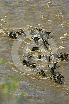 Blue Wildebeest, connochaetes taurinus, Herd crossing Mara River during Migration, Masai Mara Park in Kenya