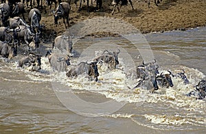 Blue Wildebeest, connochaetes taurinus, Herd Crossing Mara River during Migration, Masai Mara Park in Kenya