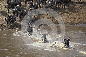 Blue Wildebeest, connochaetes taurinus, Herd Crossing Mara River during Migration, Masai Mara Park in Kenya