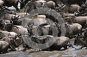 Blue Wildebeest, connochaetes taurinus, Herd crossing Mara River during Migration, Masai Mara park in Kenya