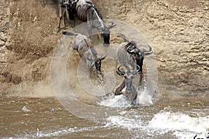 Blue Wildebeest, connochaetes taurinus, Herd crossing Mara River during Migration, Masai Mara Park in Kenya