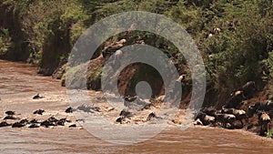 Blue Wildebeest, connochaetes taurinus, Herd Crossing Mara River during Migration, Masai Mara Park in Kenya,