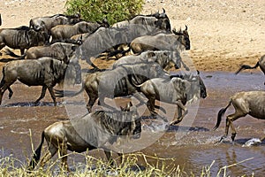 Blue Wildebeest, connochaetes taurinus, Herd Crossing River during Migration, Masai Mara Park in Kenya