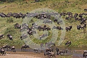 Blue Wildebeest, connochaetes taurinus, Herd Crossing River during Migration, Masai Mara park in Kenya