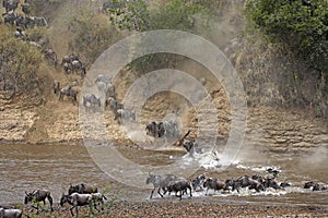 Blue Wildebeest, connochaetes taurinus, Herd Crossing River during Migration, Masai Mara park in Kenya