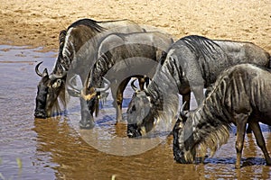 Blue Wildebeest, connochaetes taurinus, Herd drinking at Mara River, Masai Mara Park in Kenya