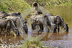 Blue Wildebeest, connochaetes taurinus, Herd Drinking at River, Masai Mara Park in Kenya