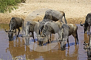 Blue Wildebeest, connochaetes taurinus, Herd drinking at Water Hole, Masai Mara Park in Kenya