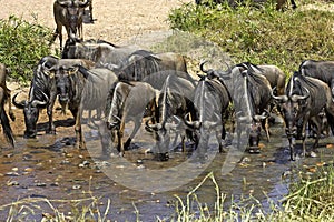 Blue Wildebeest, connochaetes taurinus, Herd drinking at Water Hole, Masai Mara park in Kenya