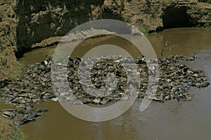 Blue Wildebeest, connochaetes taurinus, Herd killed during Mara River crossing, Masai Mara Park in Kenya