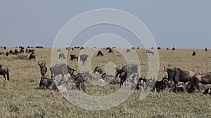 Blue Wildebeest, connochaetes taurinus, Herd laying down through Savanna during Migration, Masai Mara Park in Kenya,