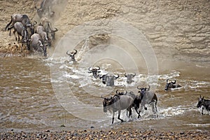 Blue Wildebeest, connochaetes taurinus, Herd migrating, Crossing Mara River, Masai Mara Park in Kenya