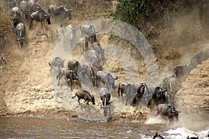 Blue Wildebeest, connochaetes taurinus, Herd migrating, Crossing Mara River, Masai Mara Park in Kenya