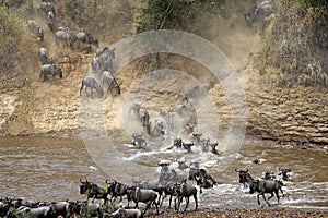 Blue Wildebeest, connochaetes taurinus, Herd migrating, Crossing Mara River, Masai Mara Park in Kenya