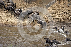 Blue Wildebeest, connochaetes taurinus, Herd migrating, Crossing Mara River, Masai Mara Park in Kenya