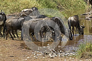 Blue Wildebeest, connochaetes taurinus, Herd migrating, Drinking at River, Masai Mara Park in Kenya