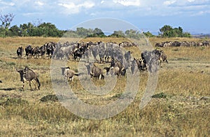 BLUE WILDEBEEST connochaetes taurinus, HERD MIGRATING, MASAI MARA PARK, KENYA