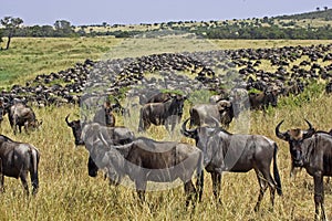 Blue Wildebeest, connochaetes taurinus, Herd migrating, Masai Mara Park in Kenya