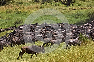 Blue Wildebeest, connochaetes taurinus, Herd migrating, Masai Mara Park in Kenya