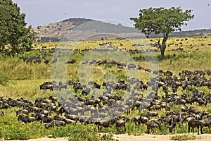 Blue Wildebeest, connochaetes taurinus, Herd migrating, Masai Mara Park in Kenya