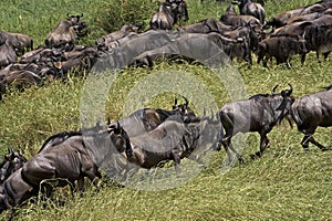 Blue Wildebeest, connochaetes taurinus, Herd migrating, Masai Mara Park in Kenya