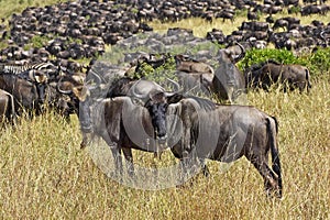 Blue Wildebeest, connochaetes taurinus, Herd Migrating, Masai Mara Park in Kenya