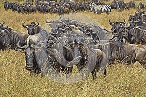 Blue Wildebeest, connochaetes taurinus, Herd Migrating, Masai Mara Park in Kenya