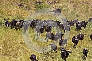 Blue Wildebeest, connochaetes taurinus, Herd Migrating, Masai Mara Park in Kenya