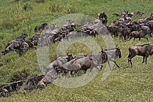 Blue Wildebeest, connochaetes taurinus, Herd Migrating, Masai Mara Park in Kenya