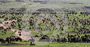 Blue Wildebeest, connochaetes taurinus, Herd during Migration, Masai Mara park in Kenya,