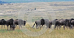 Blue Wildebeest, connochaetes taurinus, Herd during Migration, Masai Mara park in Kenya,