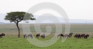 Blue Wildebeest, connochaetes taurinus, Herd during Migration, Masai Mara park in Kenya,