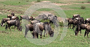 Blue Wildebeest, connochaetes taurinus, Herd during Migration, Masai Mara park in Kenya,