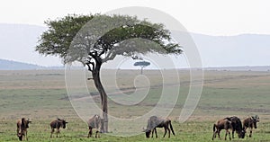 Blue Wildebeest, connochaetes taurinus, Herd during Migration, Masai Mara park in Kenya,