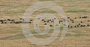 Blue Wildebeest, connochaetes taurinus, Herd during Migration, Masai Mara park in Kenya,