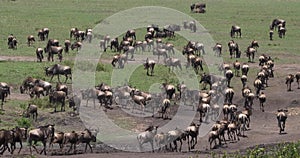 Blue Wildebeest, connochaetes taurinus, Herd during Migration, Masai Mara park in Kenya,