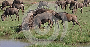 Blue Wildebeest, connochaetes taurinus, Herd during Migration, Masai Mara park in Kenya,