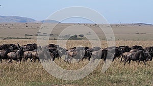 Blue Wildebeest, connochaetes taurinus, Herd during Migration, Masai Mara park in Kenya