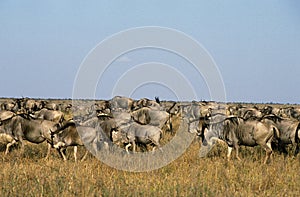 BLUE WILDEBEEST connochaetes taurinus, HERD ON MIGRATION IN MASAI MARA PARK, KENYA