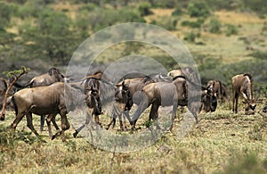 Blue Wildebeest, connochaetes taurinus, Herd during Migration, Masai Mara Park in Kenya