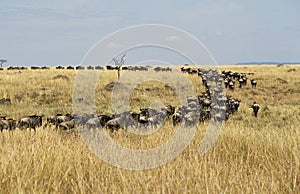 Blue Wildebeest, connochaetes taurinus, Herd during Migration, Masai Mara Park in Kenya