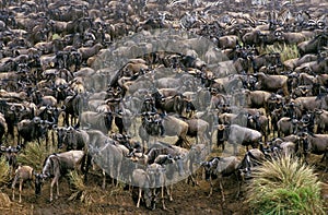 Blue Wildebeest, connochaetes taurinus, Herd during Migration, Masai Mara Park in Kenya